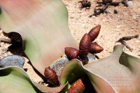/album/angolal/welwistchia-mirabilis-em-flor-mariana-machado-jpg/